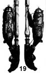 Hlavi�ka d�mky